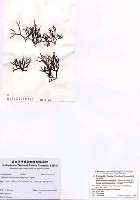 藏品(海蘿)的圖片